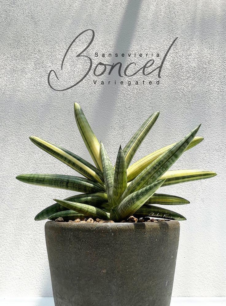 Sansevieria Boncel Variegated Plant in Pot : Amazon.in: Garden